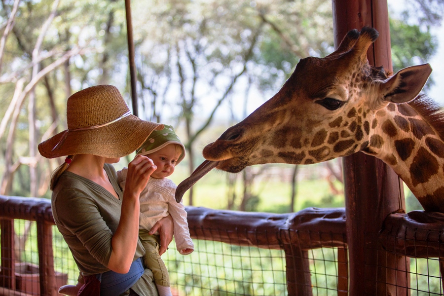 Kenya, Nairobi. A mother and her baby feed a Rothschild's Giraffe. MR.